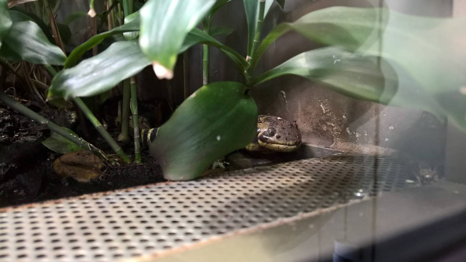 Barred tiger salamander