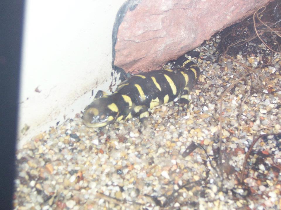 Barred tiger salamander