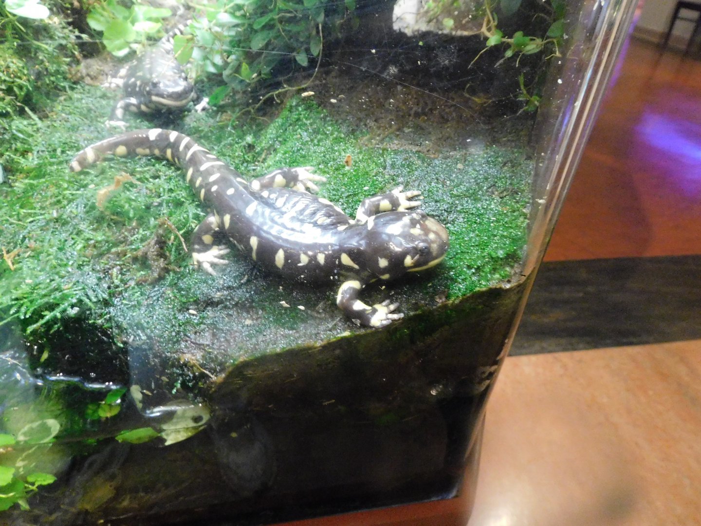 Barred tiger salamander
