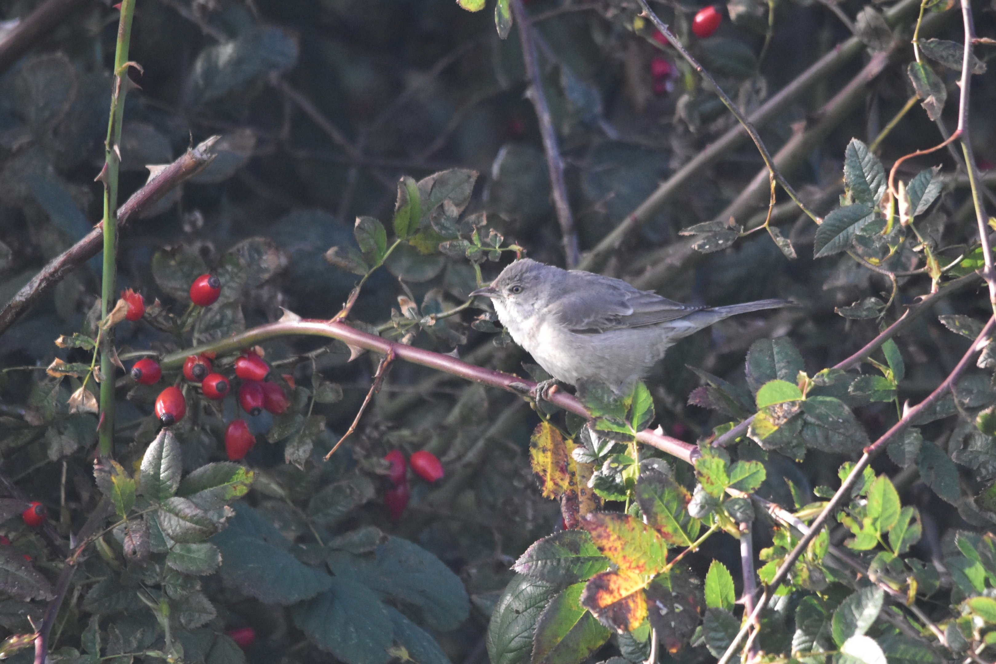Barred Warbler at Kilnsea (near Spurn Point), 8th October 2024
