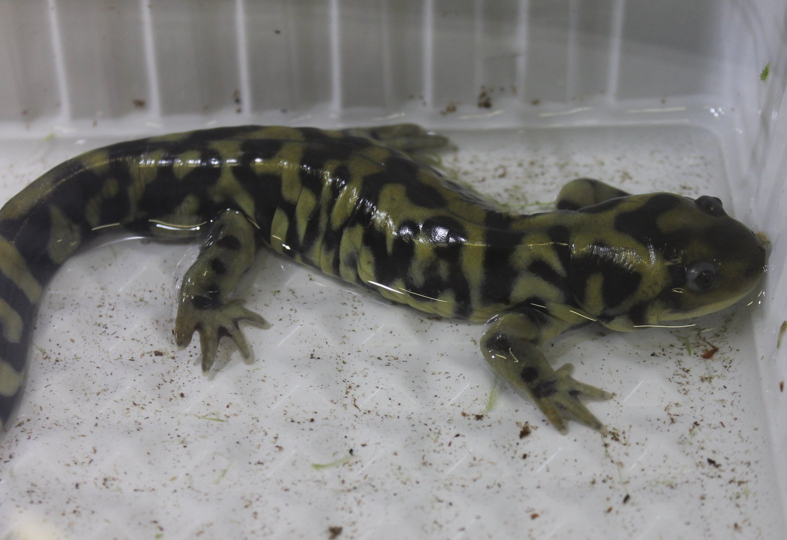 BarredtTiger salamander - Ambystoma mavortium