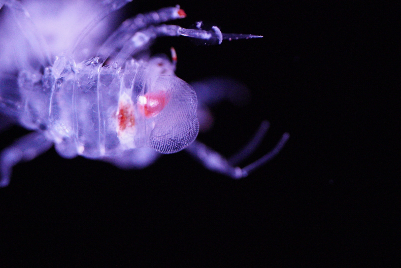 Barrel Amphipod Eyes (Phronima Sedentaria)