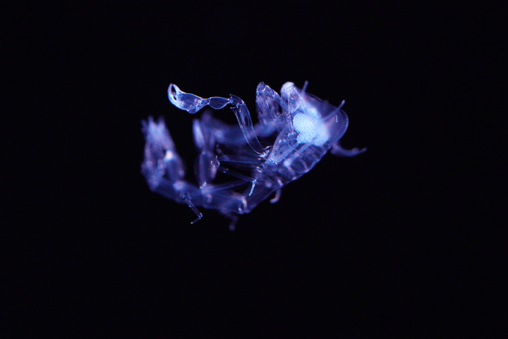 Barrel Amphipod (Phronima Sedentaria)