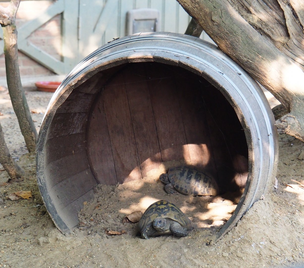 Barrel as shelter for Hermann's tortoises, 2020-09-20