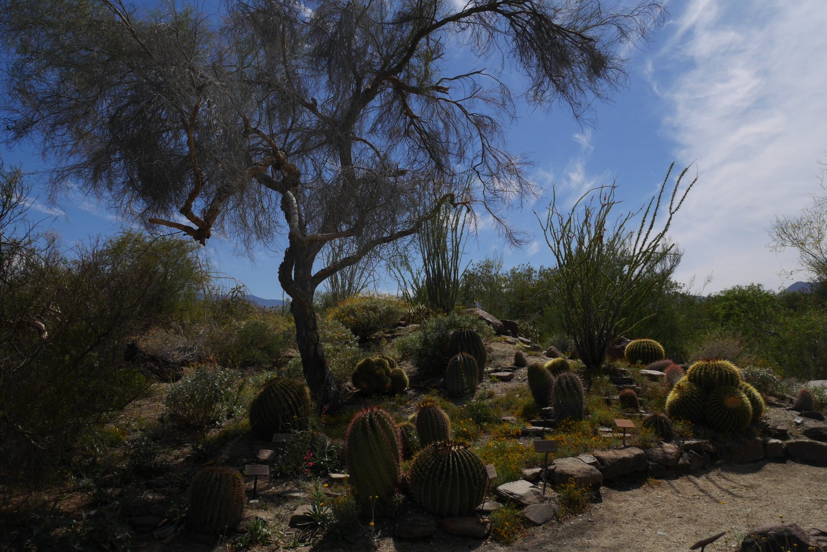 Barrel Cactus Garden - My First US Zoo Trip