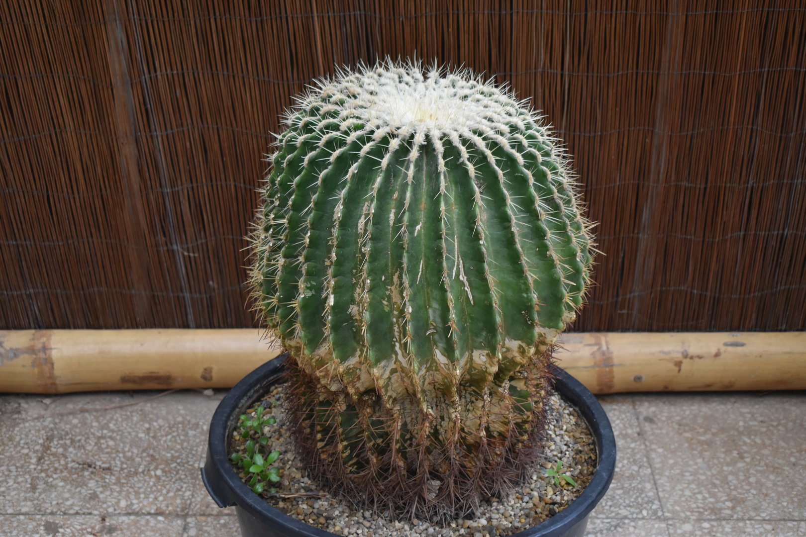 Barrel cactus