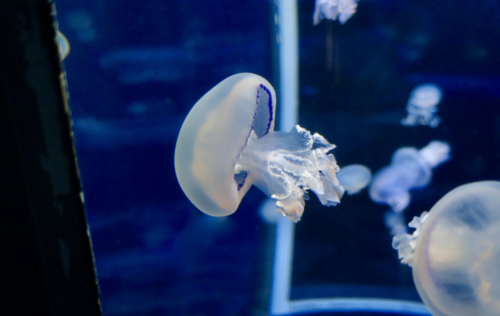Barrel Jellyfish (Rhizostoma pulmo)