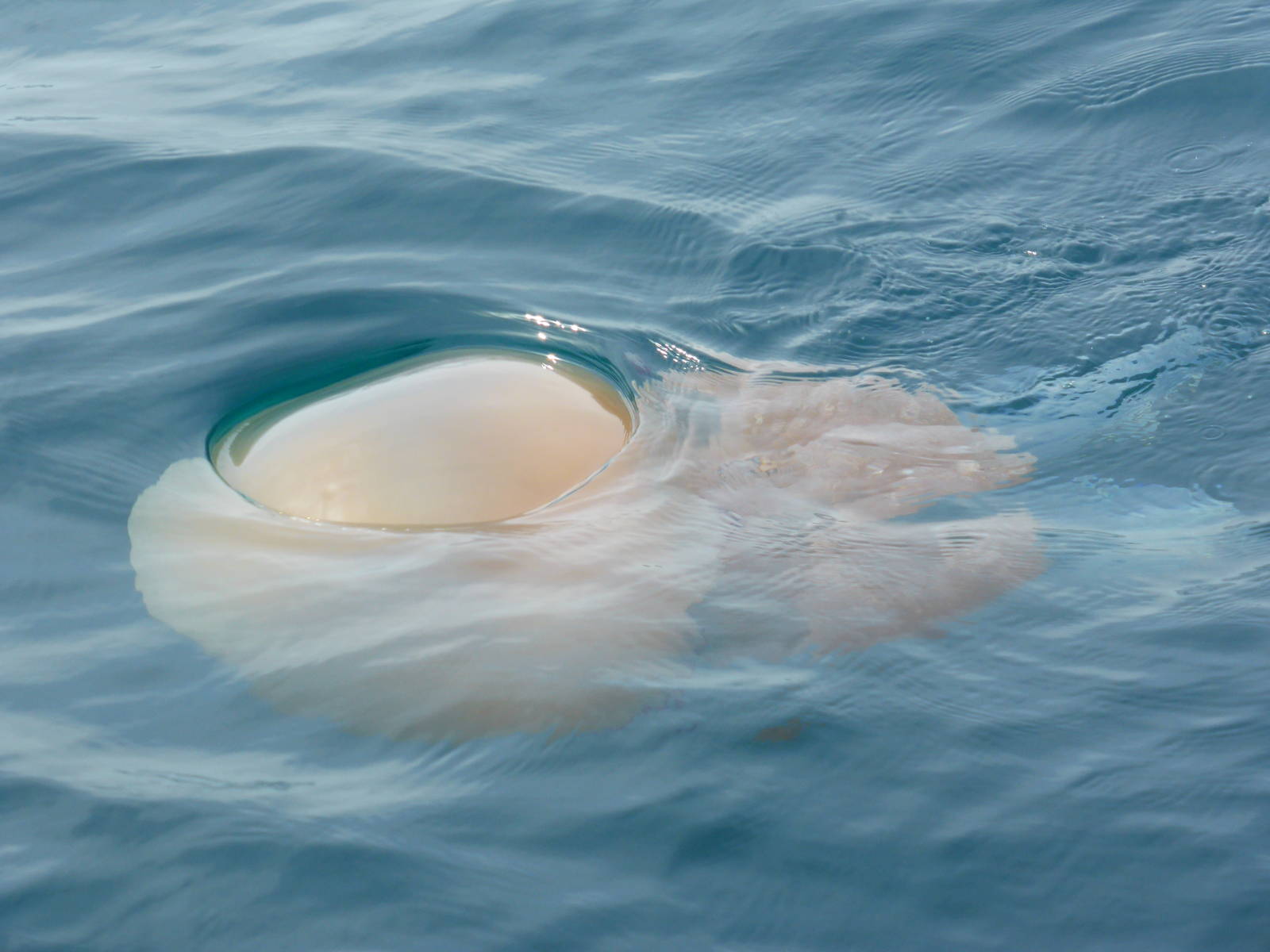 Barrel jellyfish