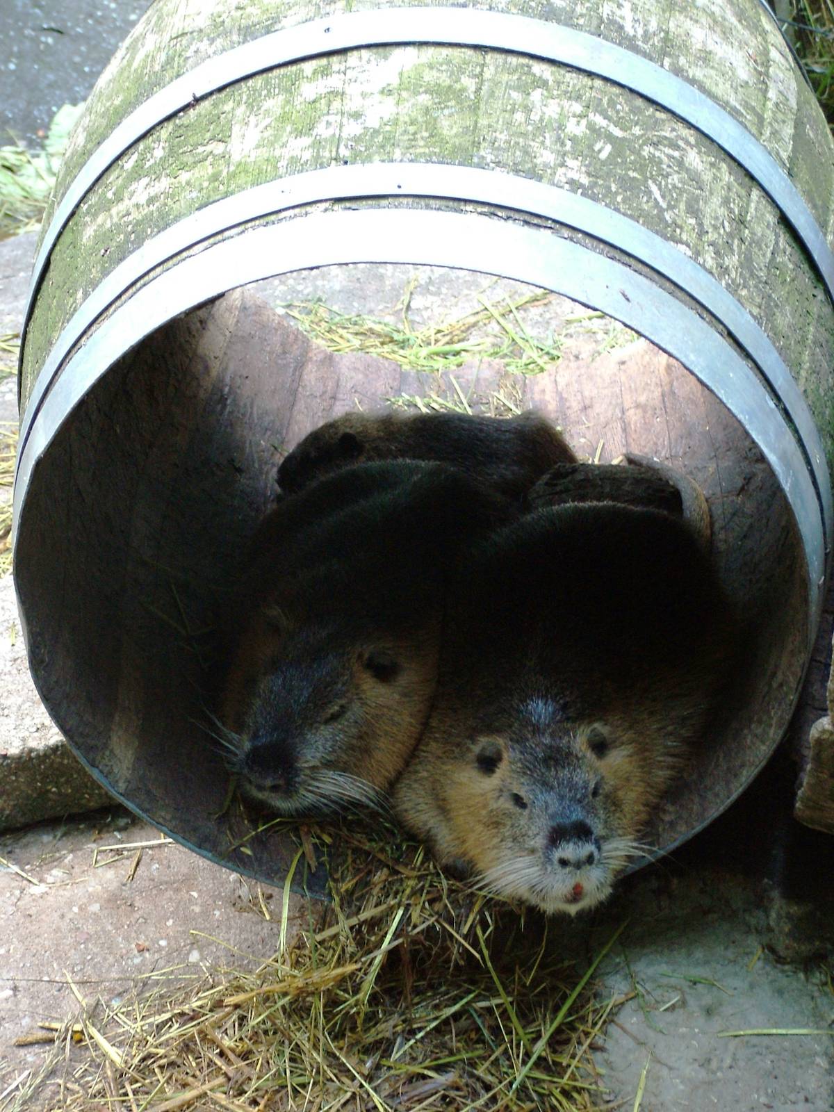 Barrel o' Coypu at De Paay, 02/06/12