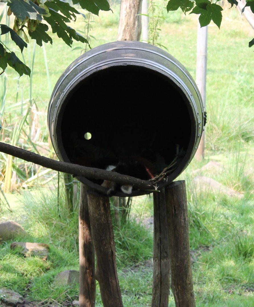 Barrel with Red panda