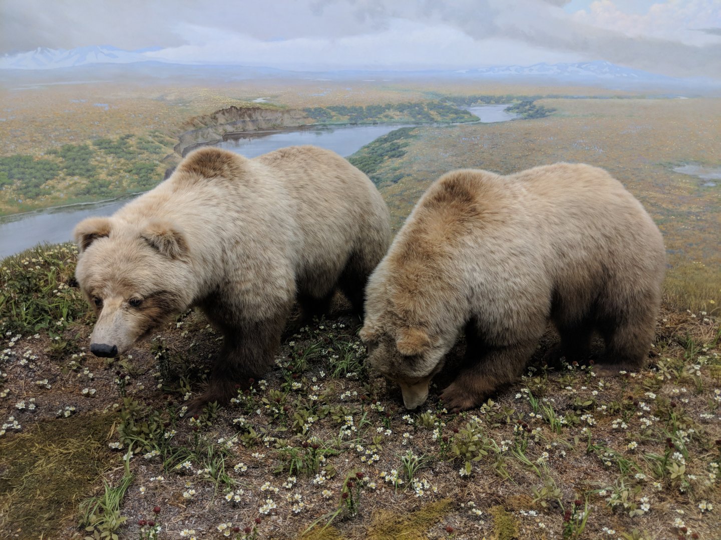 Barren ground grizzly bear (Ursus arctos richardsoni)