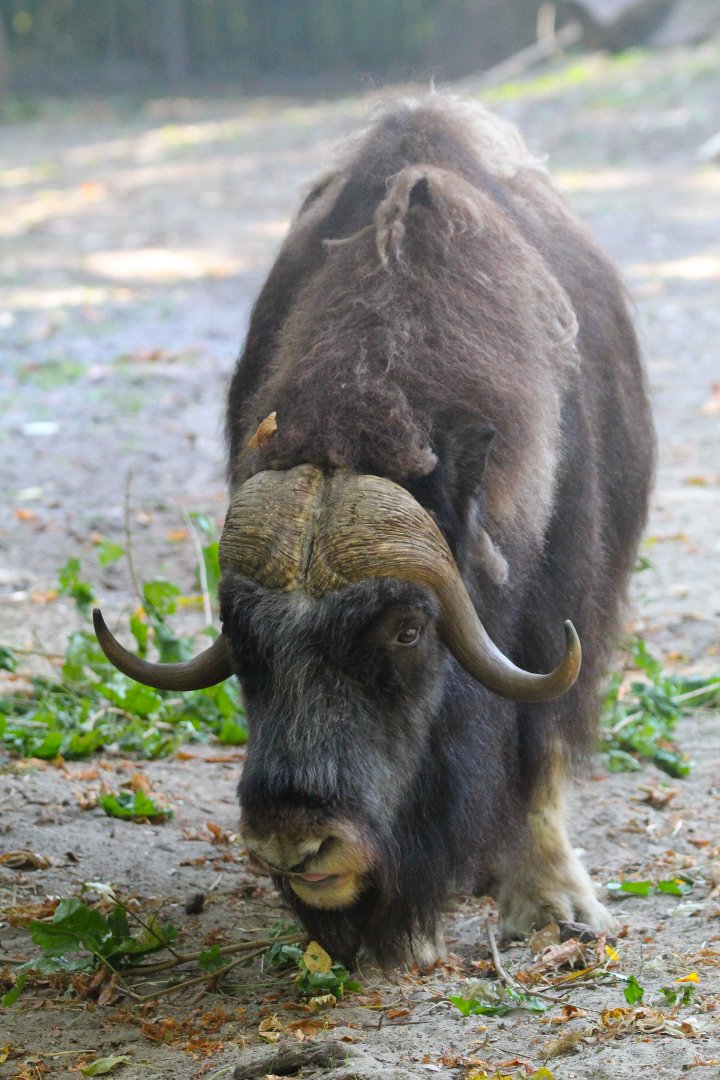Barren Ground Musk Ox- 4th September 2024