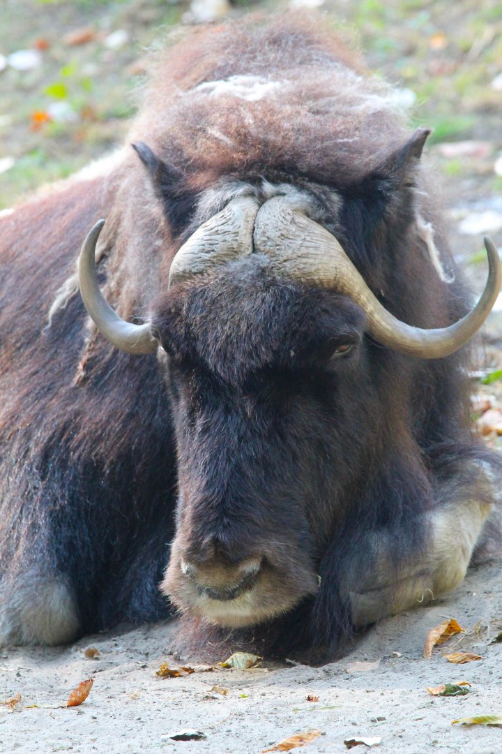Barren Ground Musk Ox- 4th September 2024