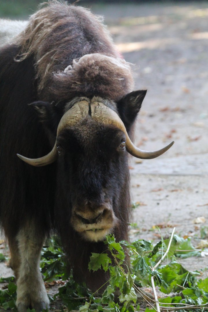 Barren Ground Musk Ox- 4th September 2024