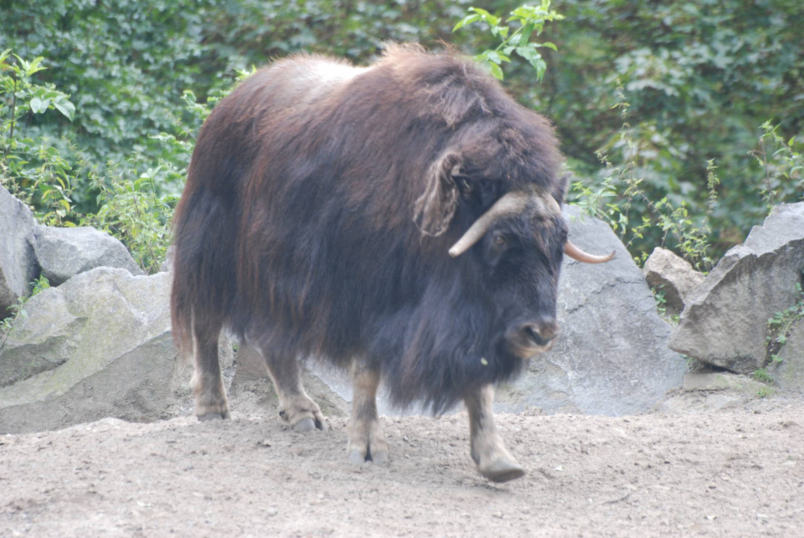 Barren Ground Musk Ox at Tierpark Berlin, 30/08/11