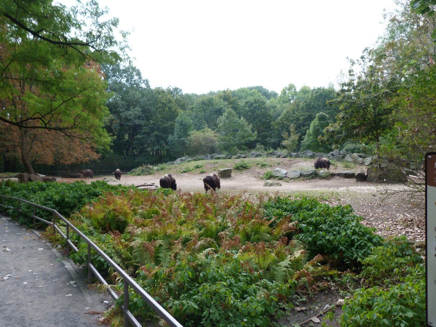 Barren-ground musk ox exhibit -Tierpark Berlin (2024)