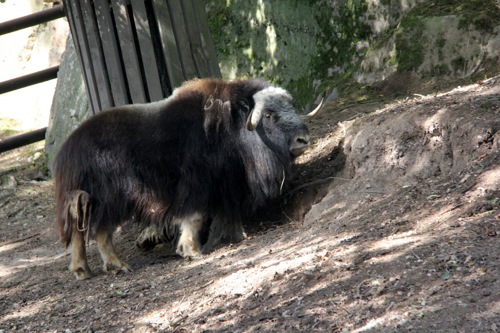 Barren ground musk ox (Ovibos moschatus moschatus)