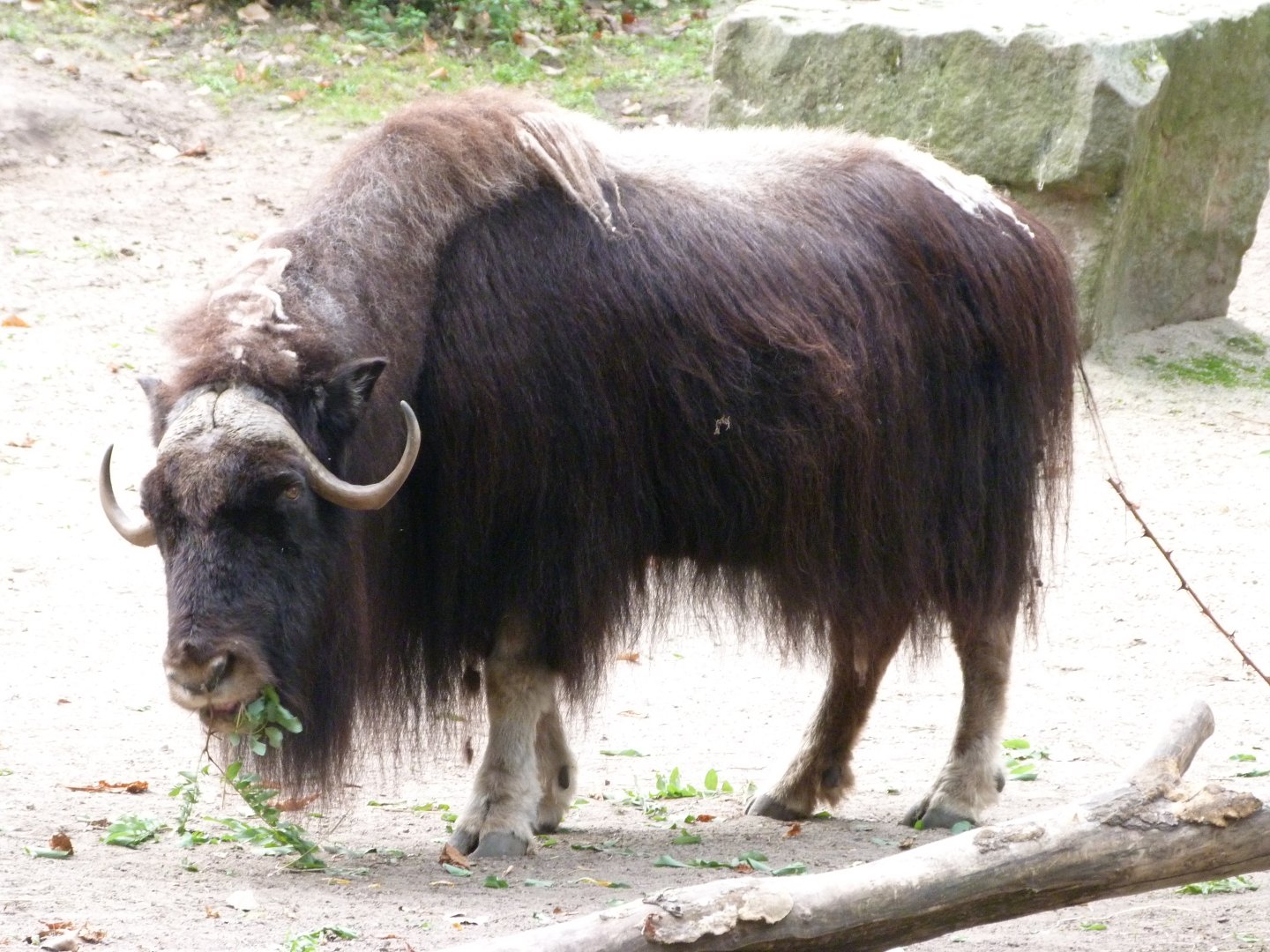 Barren-ground musk ox -Tierpark Berlin (2024)