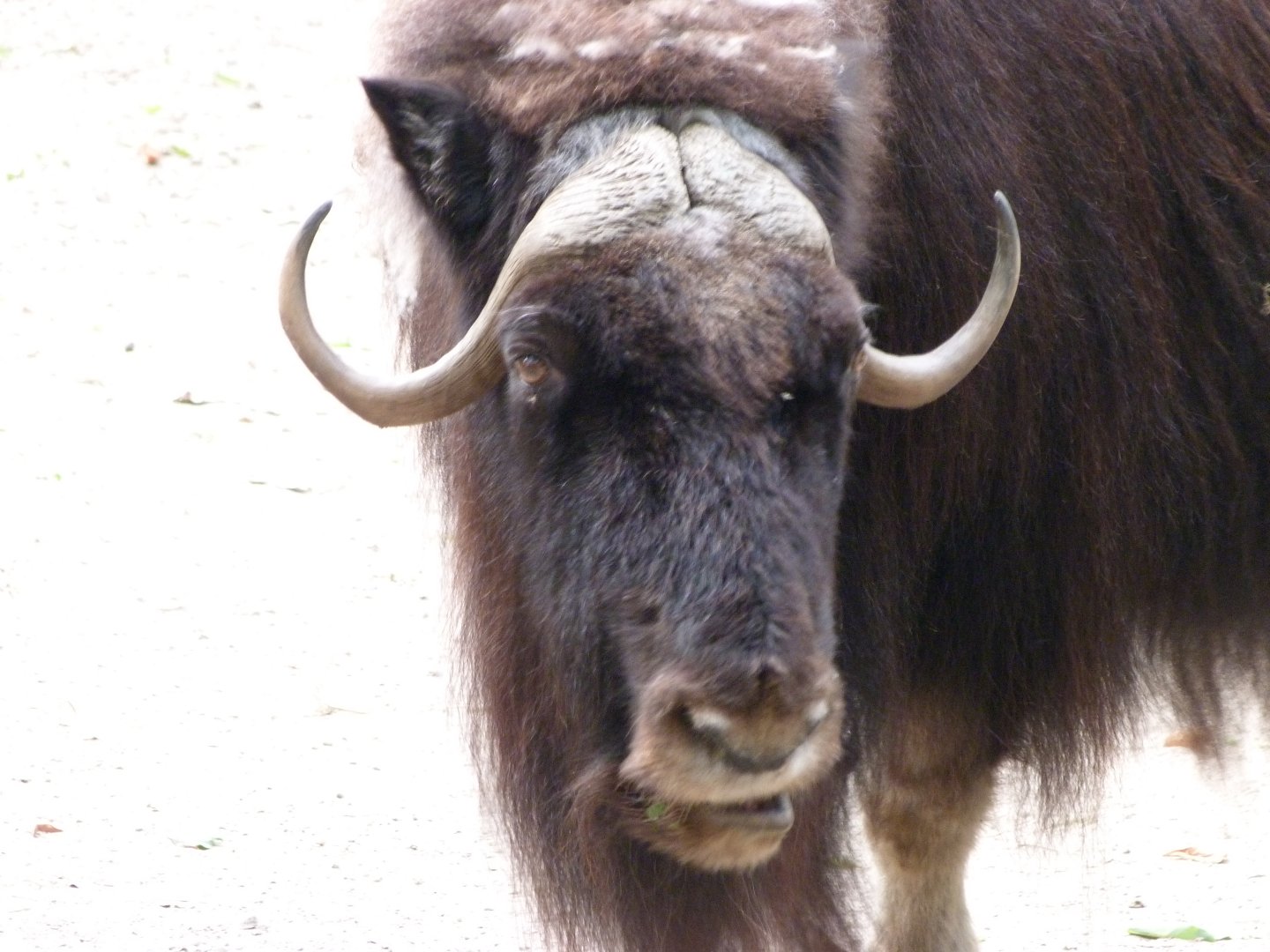 Barren-ground musk ox -Tierpark Berlin (2024)