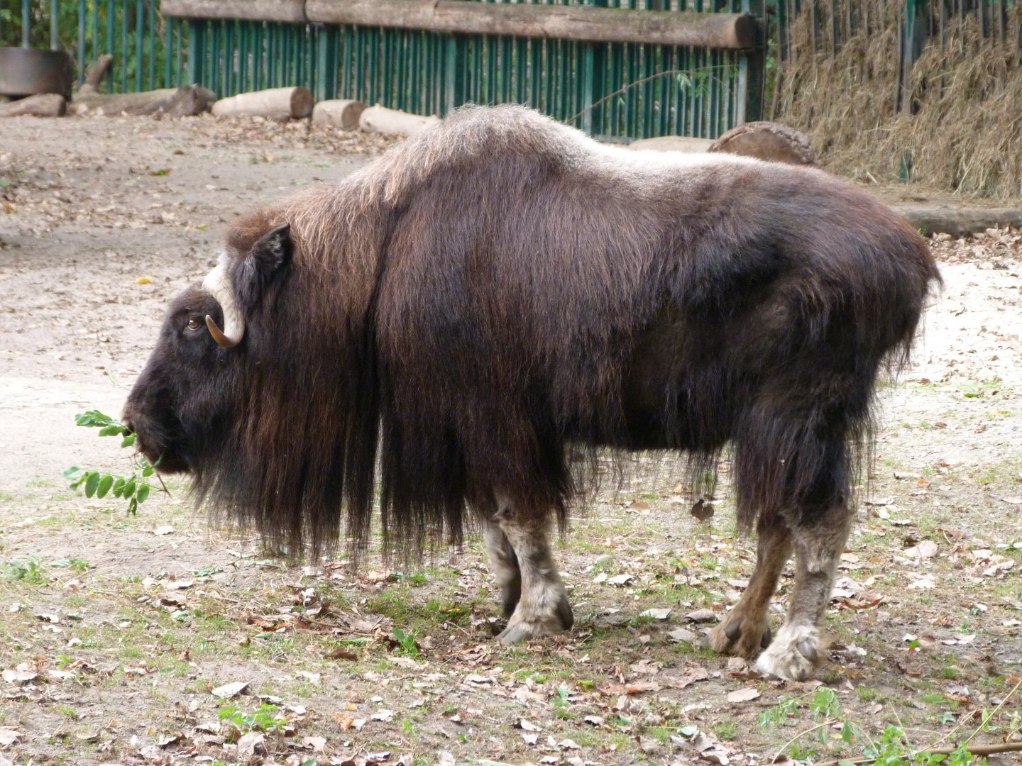 Barren-ground musk ox -Tierpark Berlin (2024)