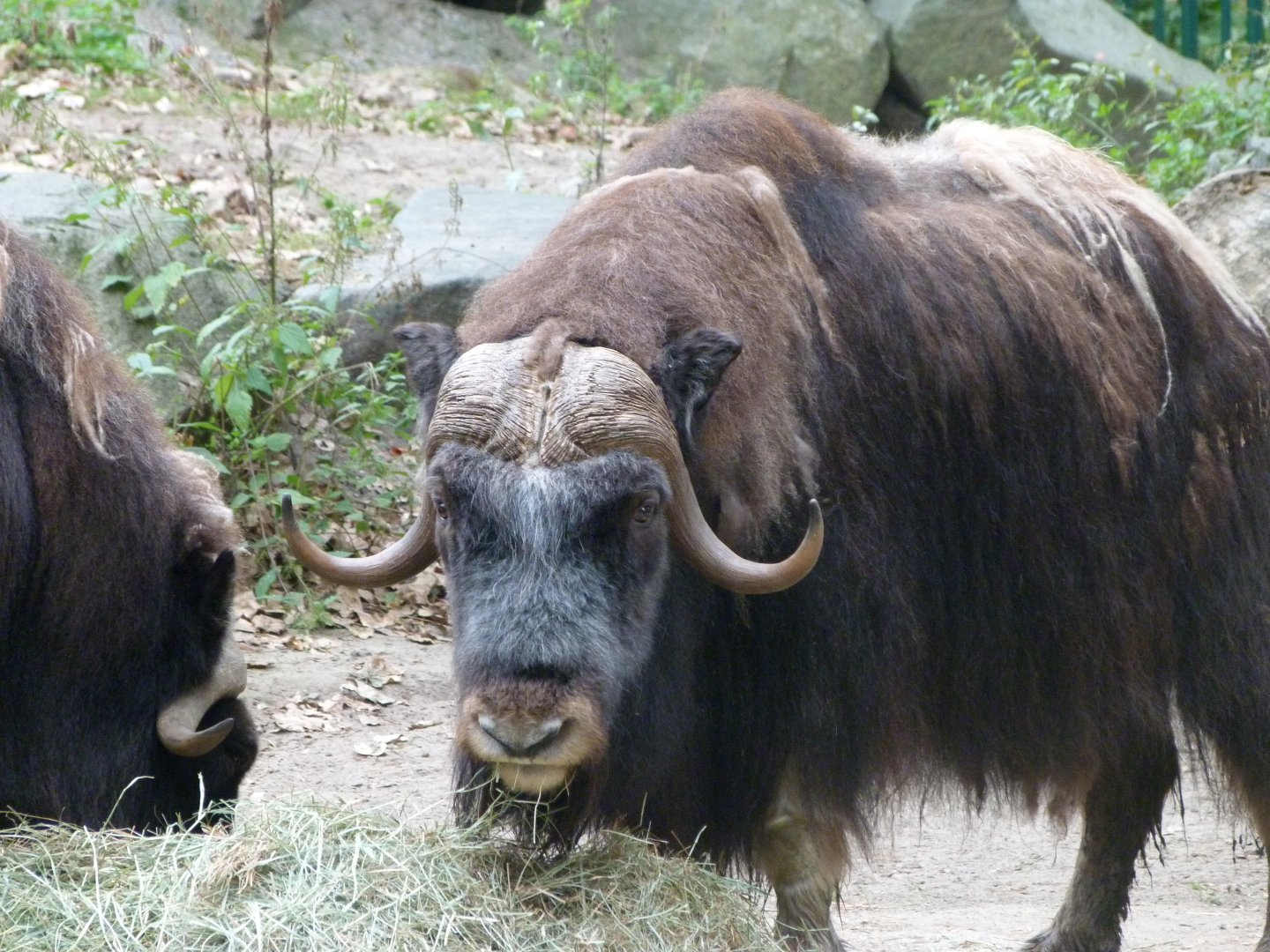 Barren-ground musk ox -Tierpark Berlin (2024)