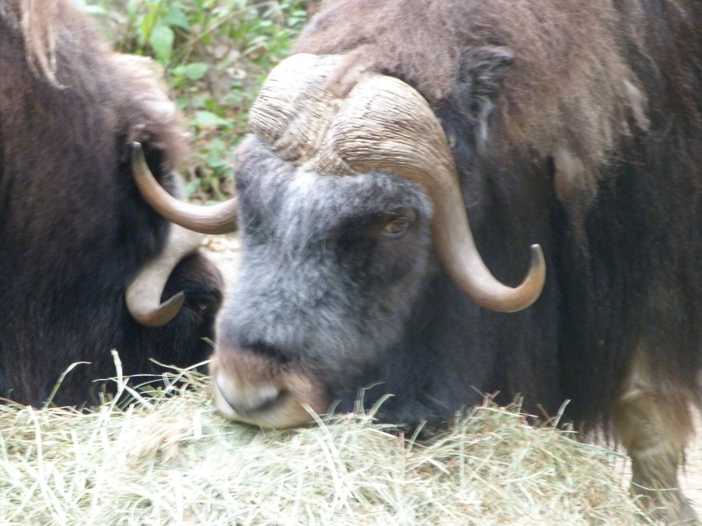 Barren-ground musk ox -Tierpark Berlin (2024)