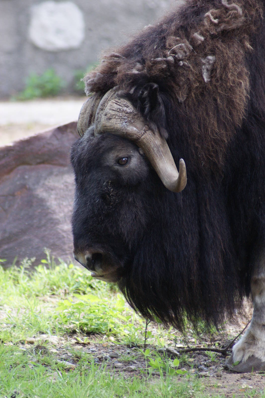 Barren ground musk ox