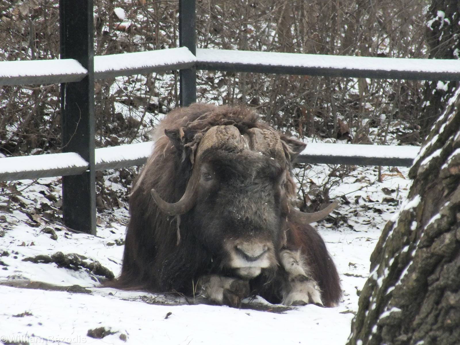 Barren Ground Musk Ox