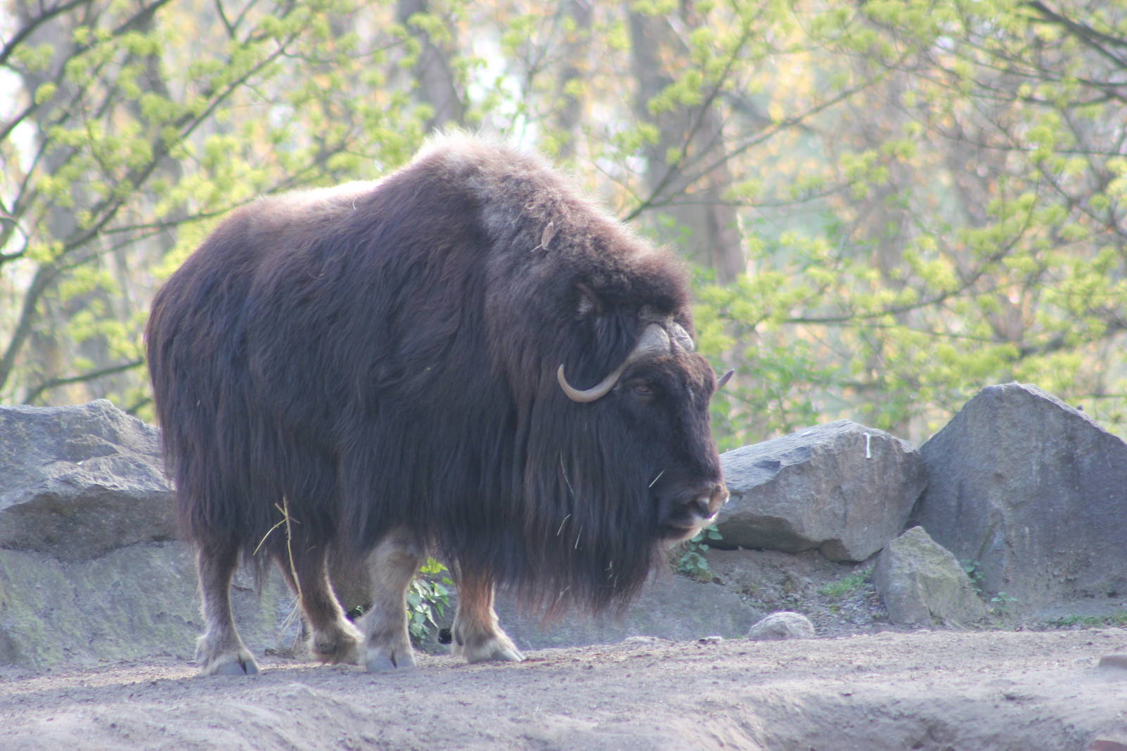 Barren ground musk ox