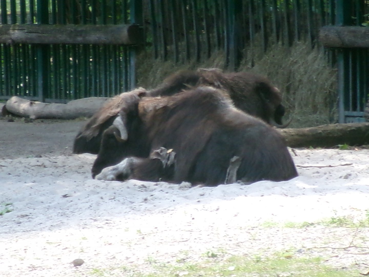 Barren ground musk ox