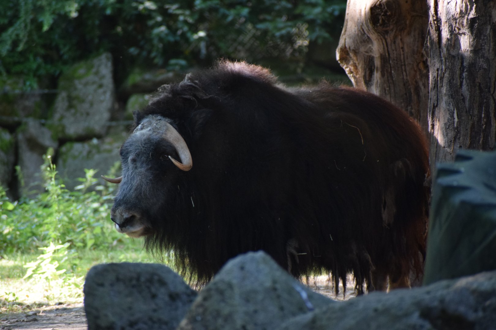 Barren ground musk ox