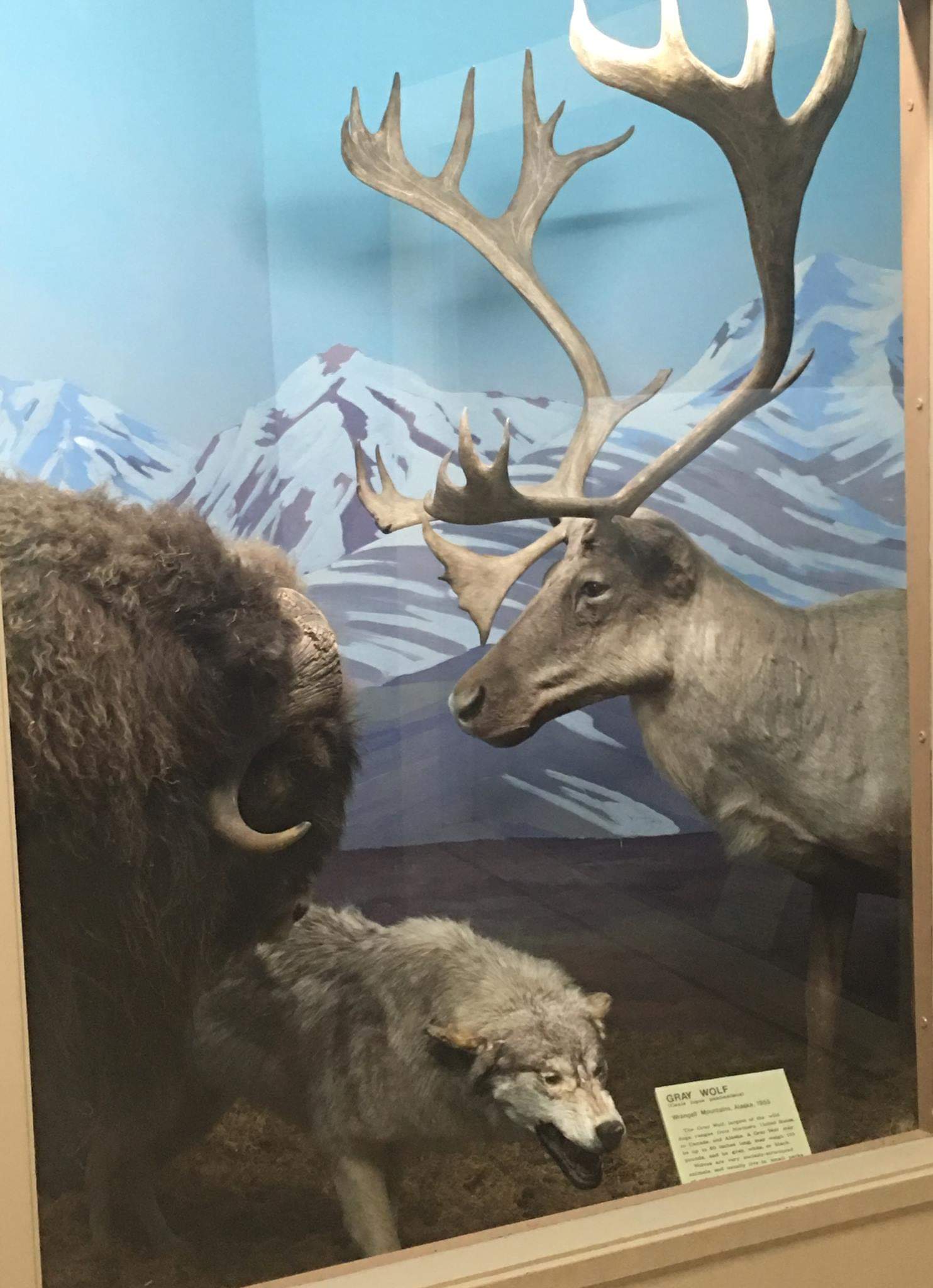 Barren ground muskox, Alaskan wolf, Osborne's caribou diorama display