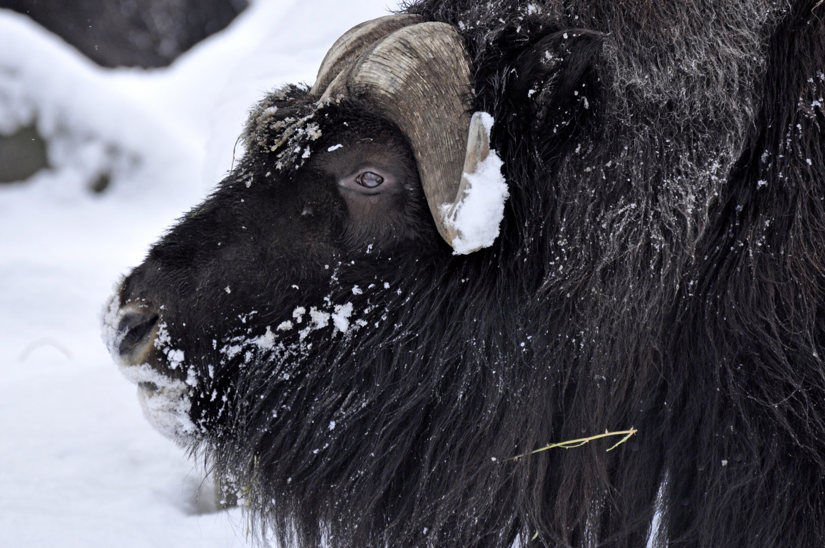 Barren ground muskox (Ovibos moschatus moschatus)