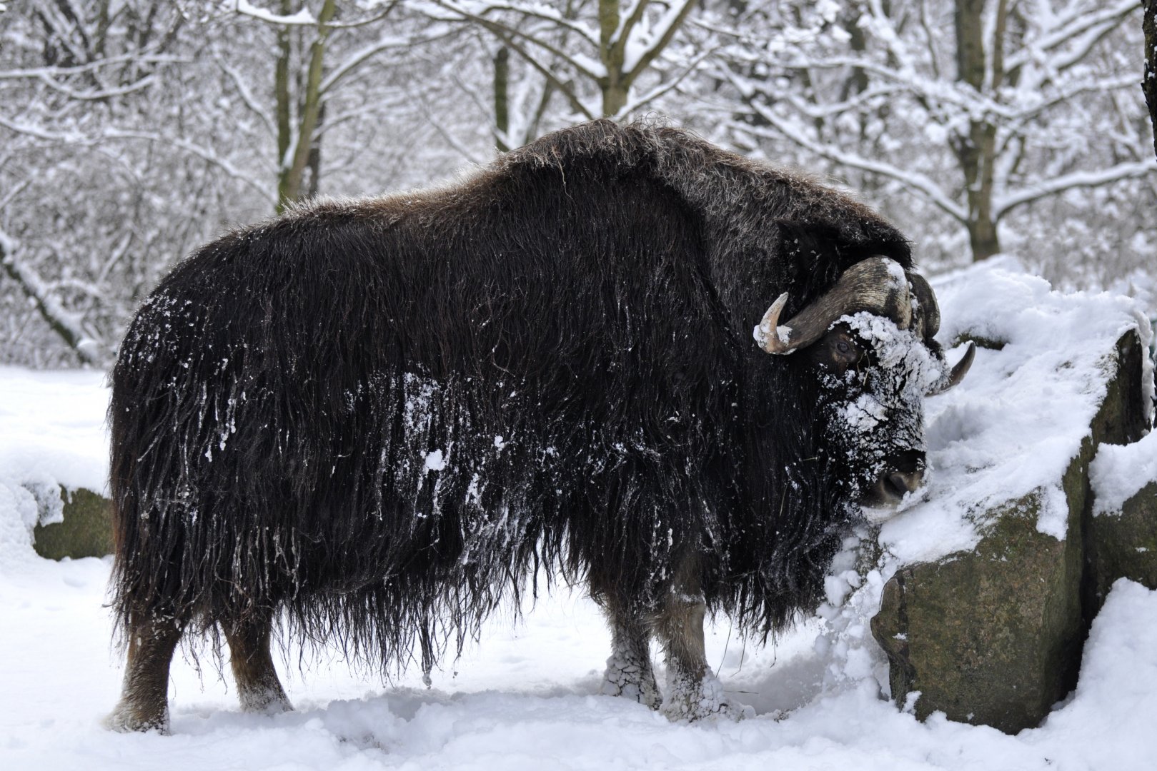 Barren ground muskox (Ovibos moschatus moschatus)
