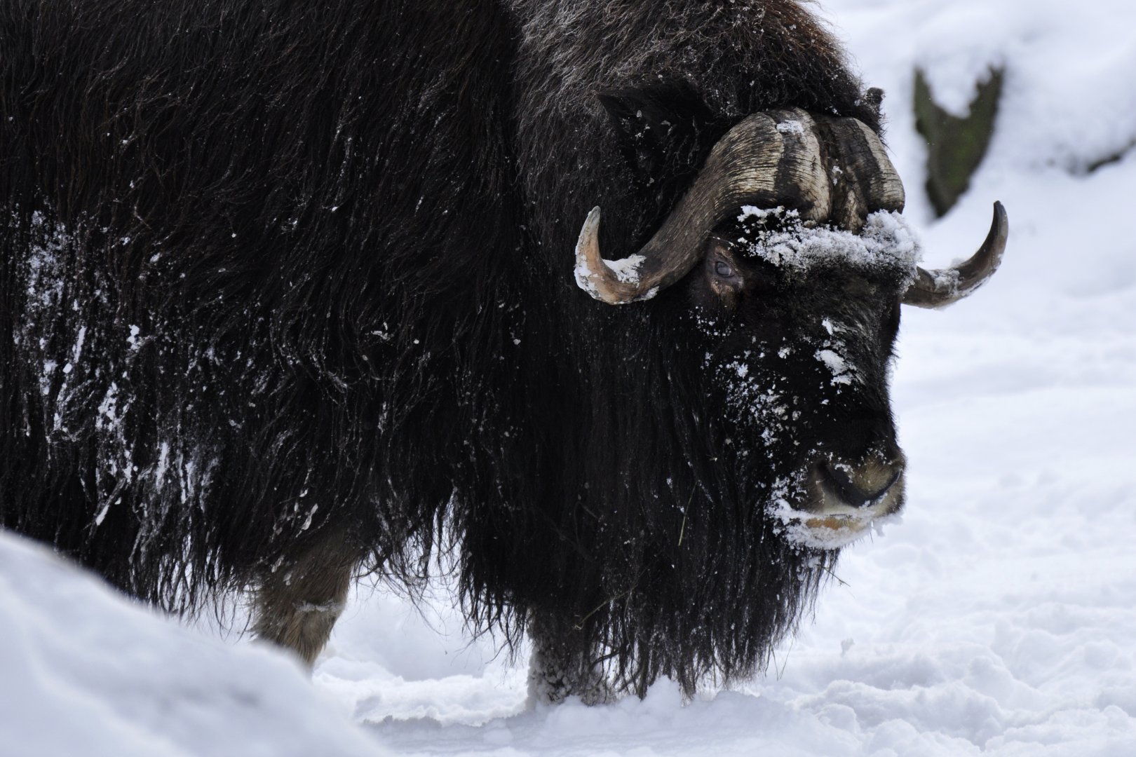 Barren ground muskox (Ovibos moschatus moschatus)