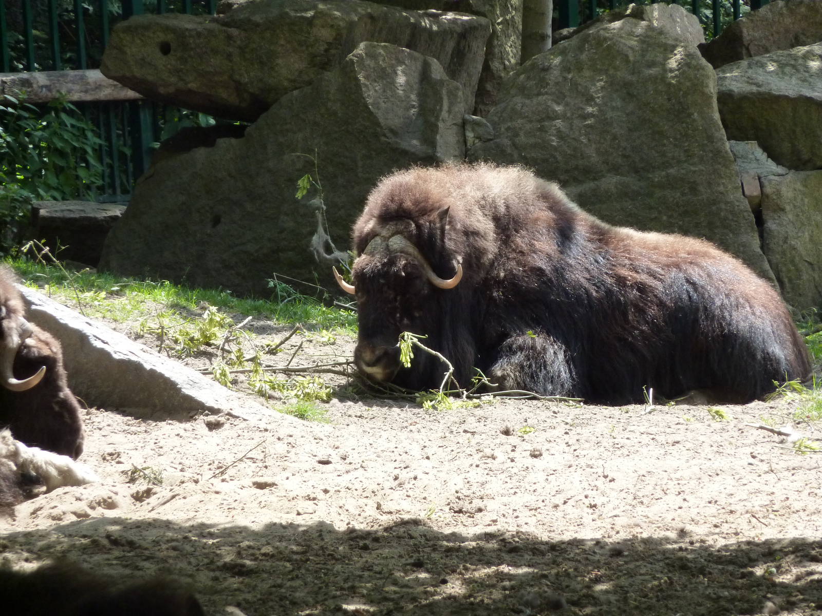 Barren ground muskox