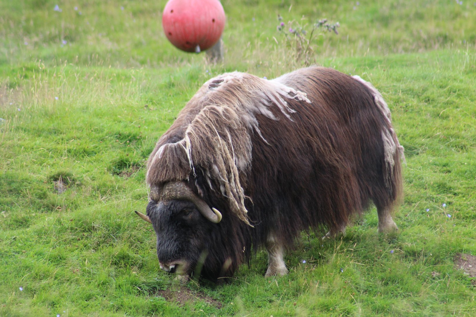 Barren Ground Muskox