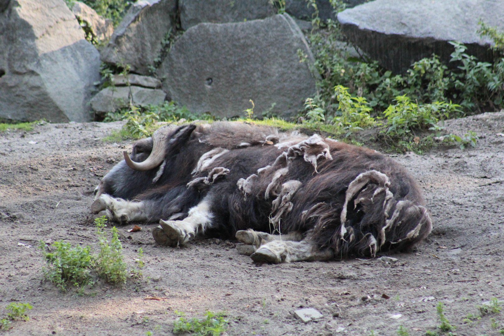 Barren Ground Muskox