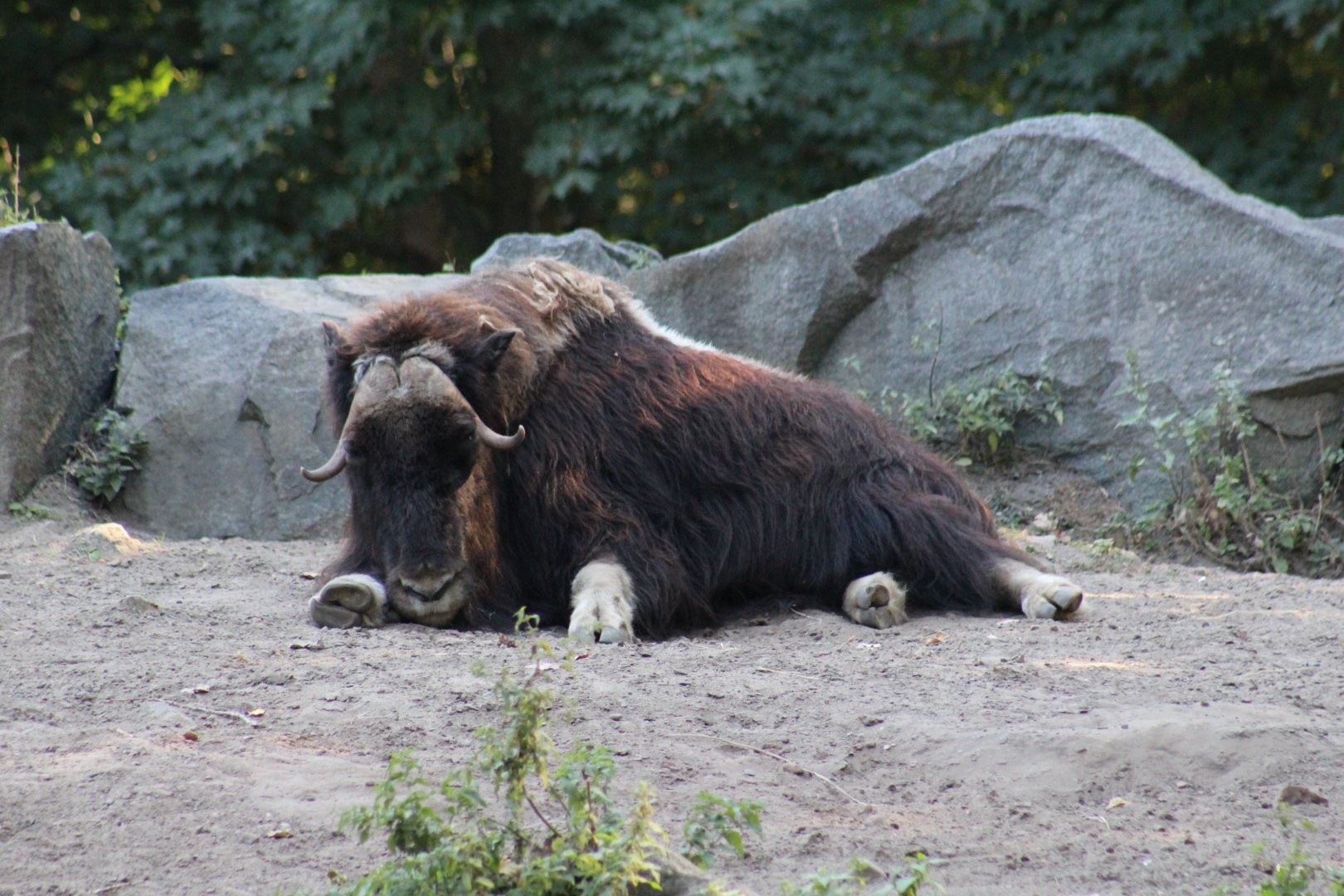 Barren Ground Muskox