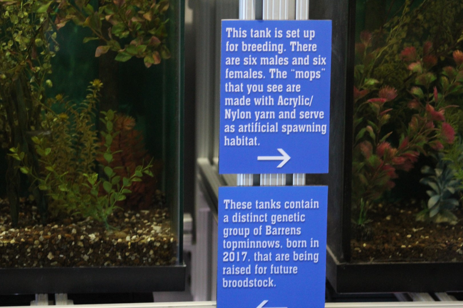 Barrens Topminnow Breeding Sign