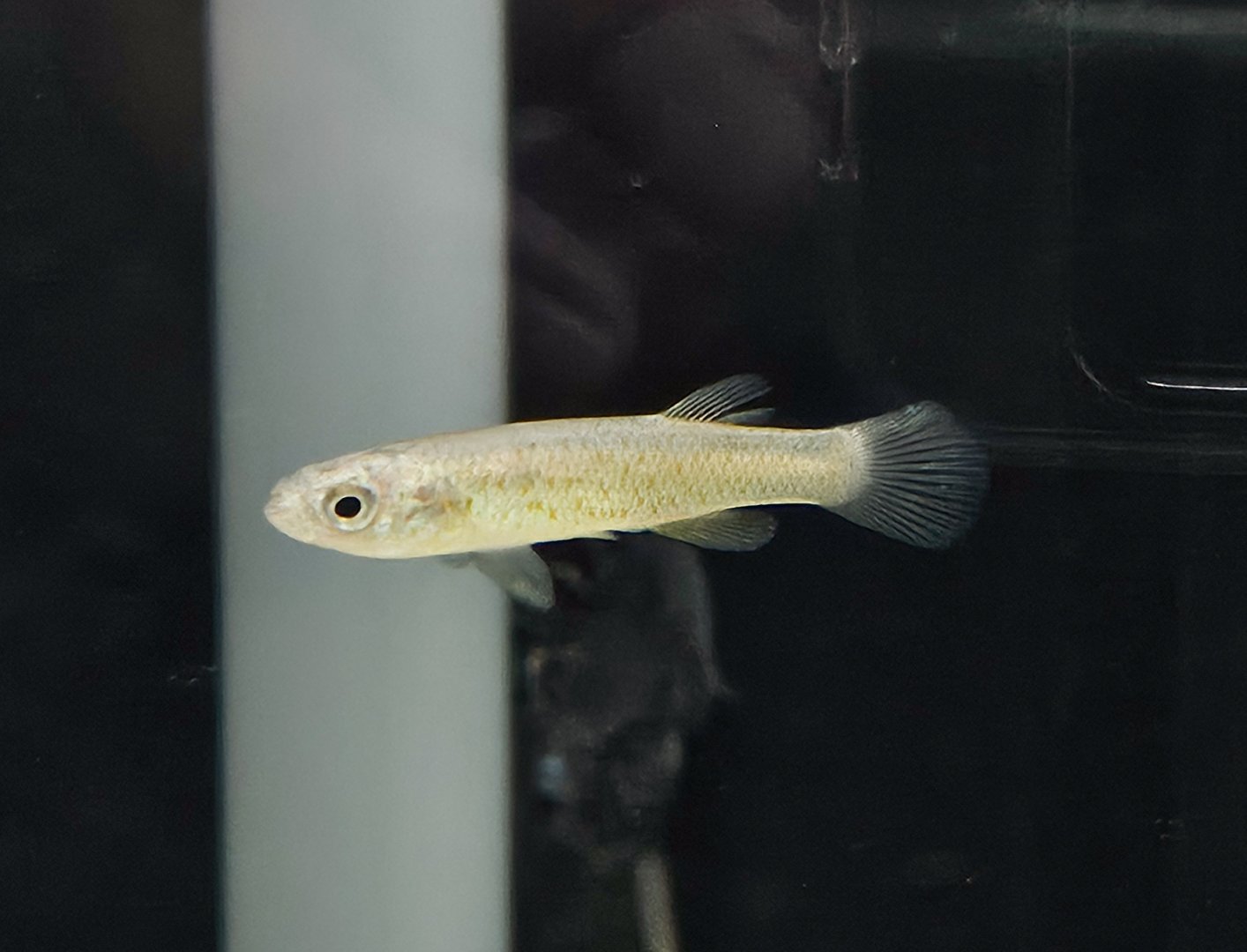 Barrens Topminnow (Fundulus julisia)