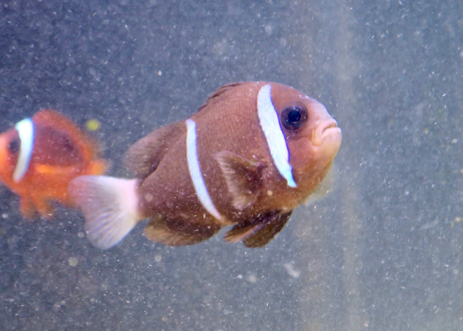 Barrier Reef Anemonefish (Amphiprion akindynos)