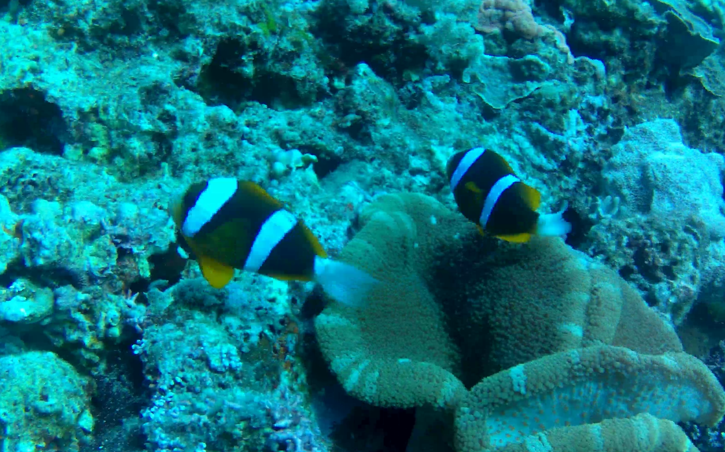 Barrier Reef Anemonefish - northern form (Amphiprion cf. akindynos)