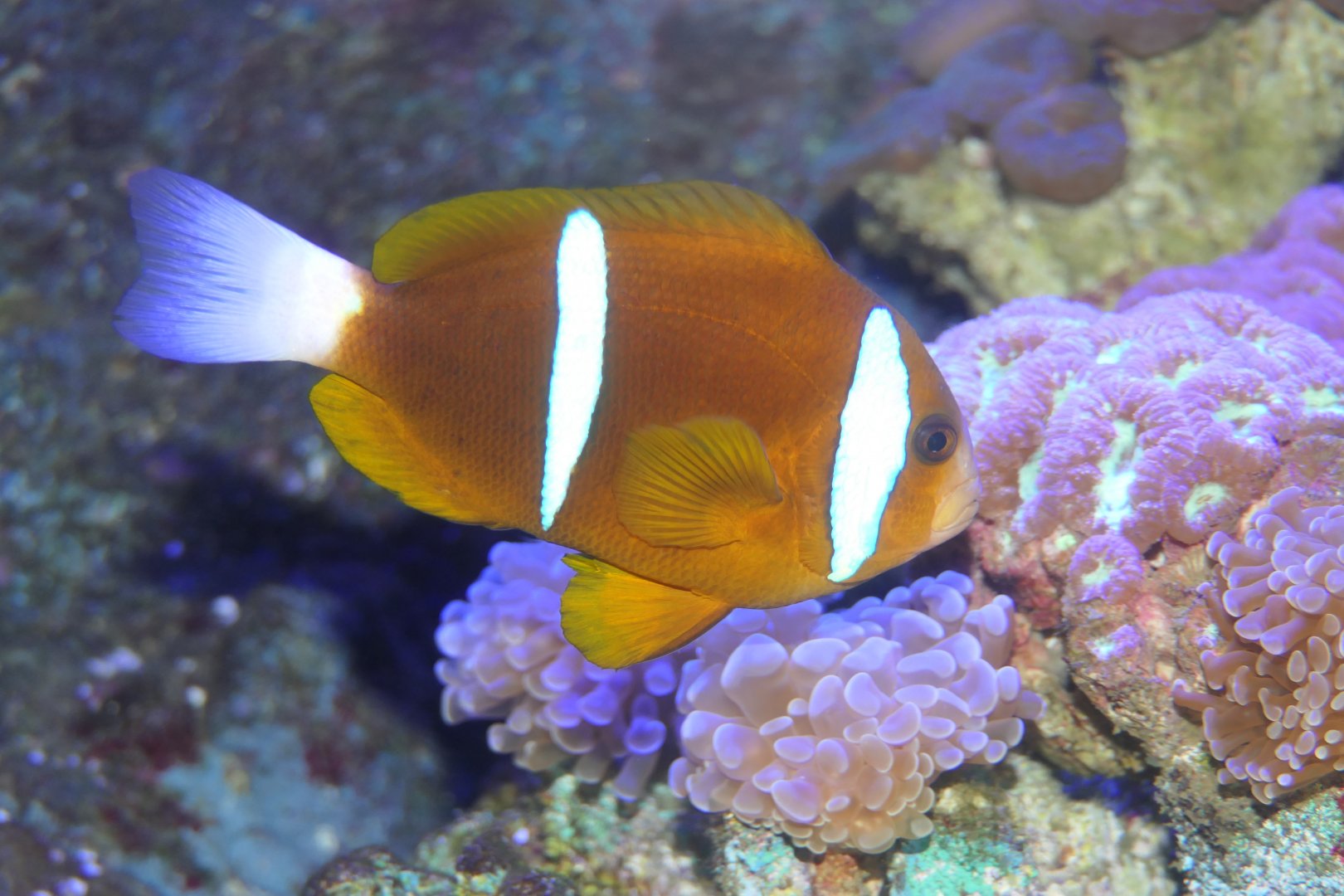Barrier Reef Anemonefish (southern form) - Amphiprion akindynos