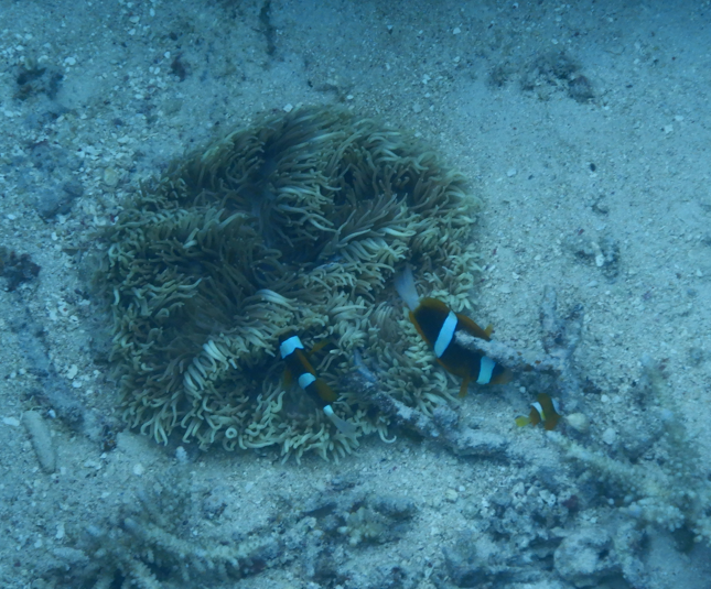 Barrier Reef Anemonefish