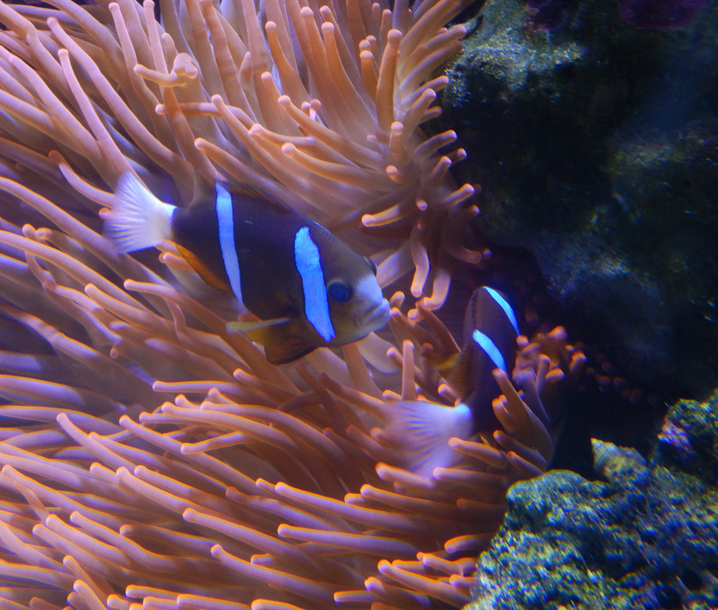 Barrier Reef Anemonefish