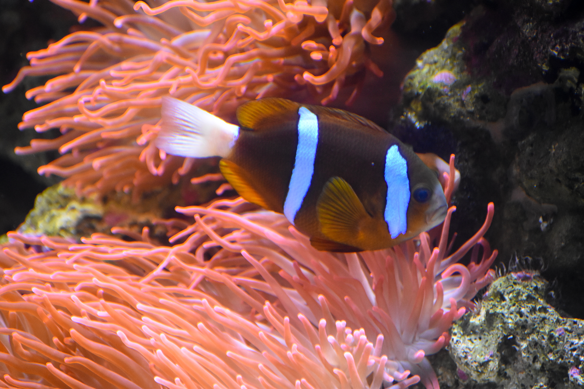 Barrier Reef Anemonefish