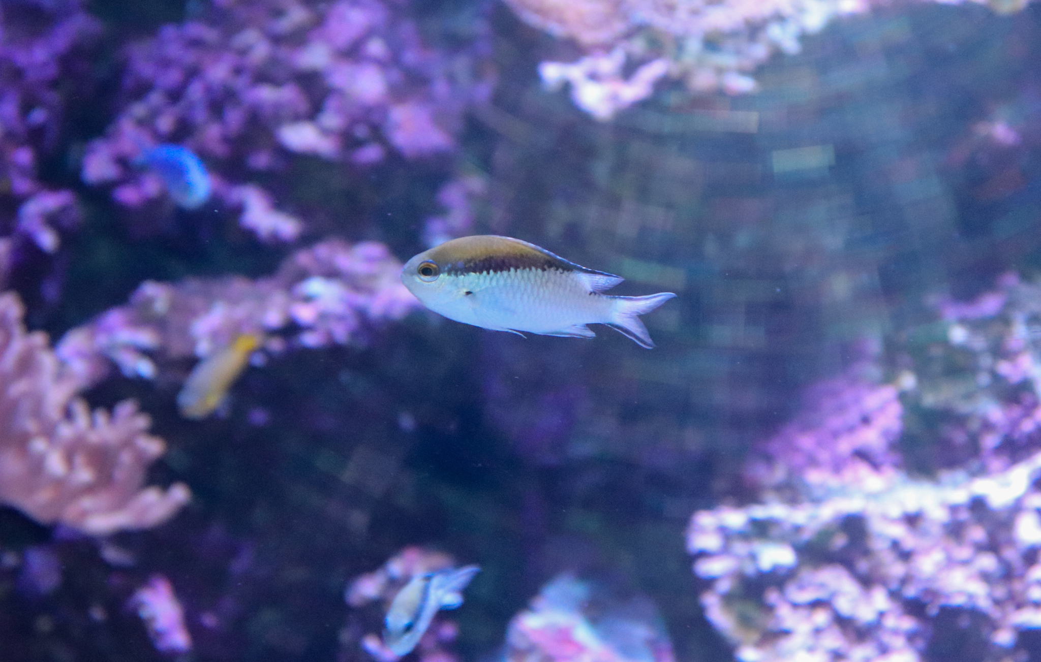 Barrier Reef Chromis (Chromis nitida)