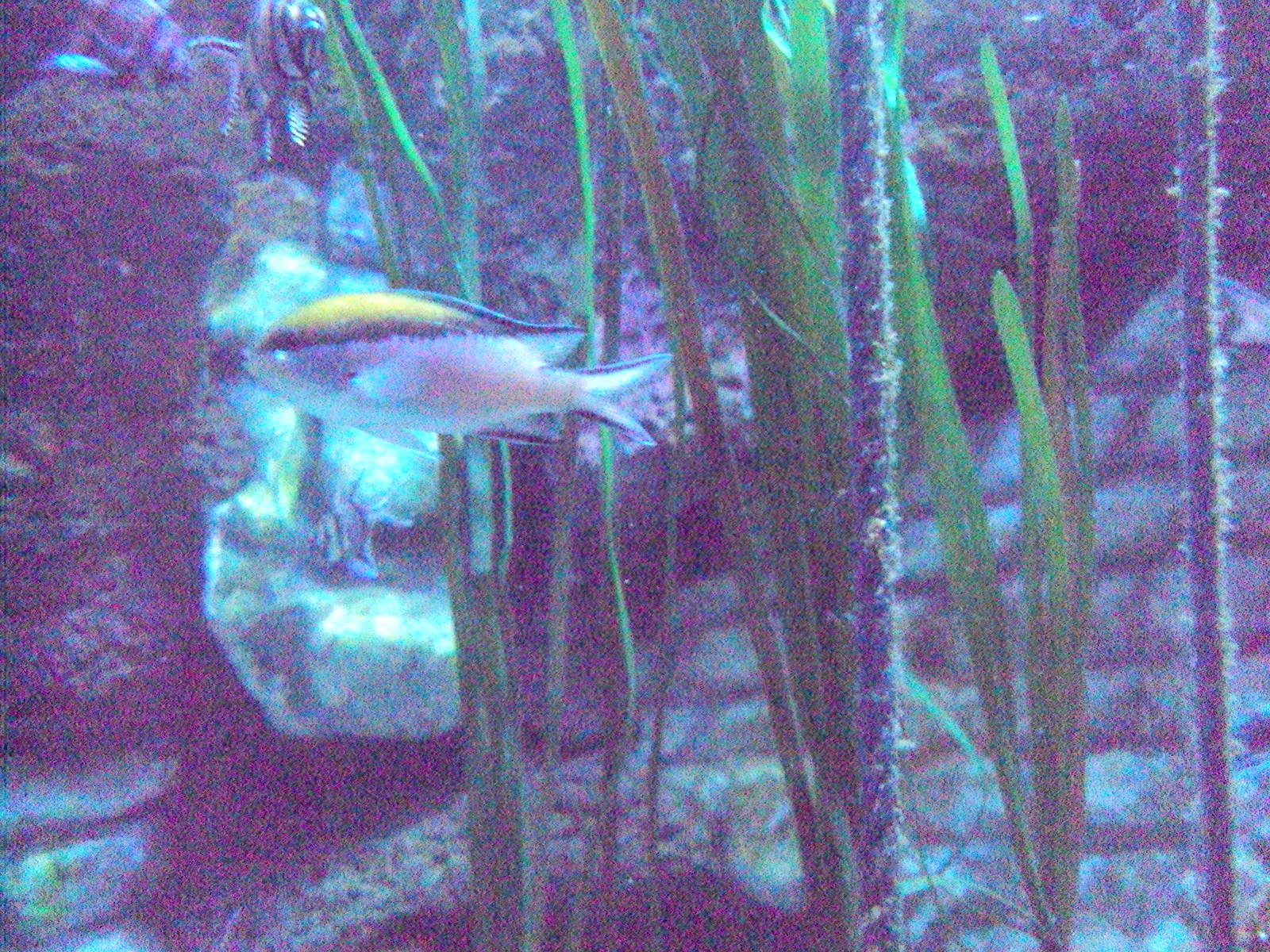 Barrier Reef Chromis