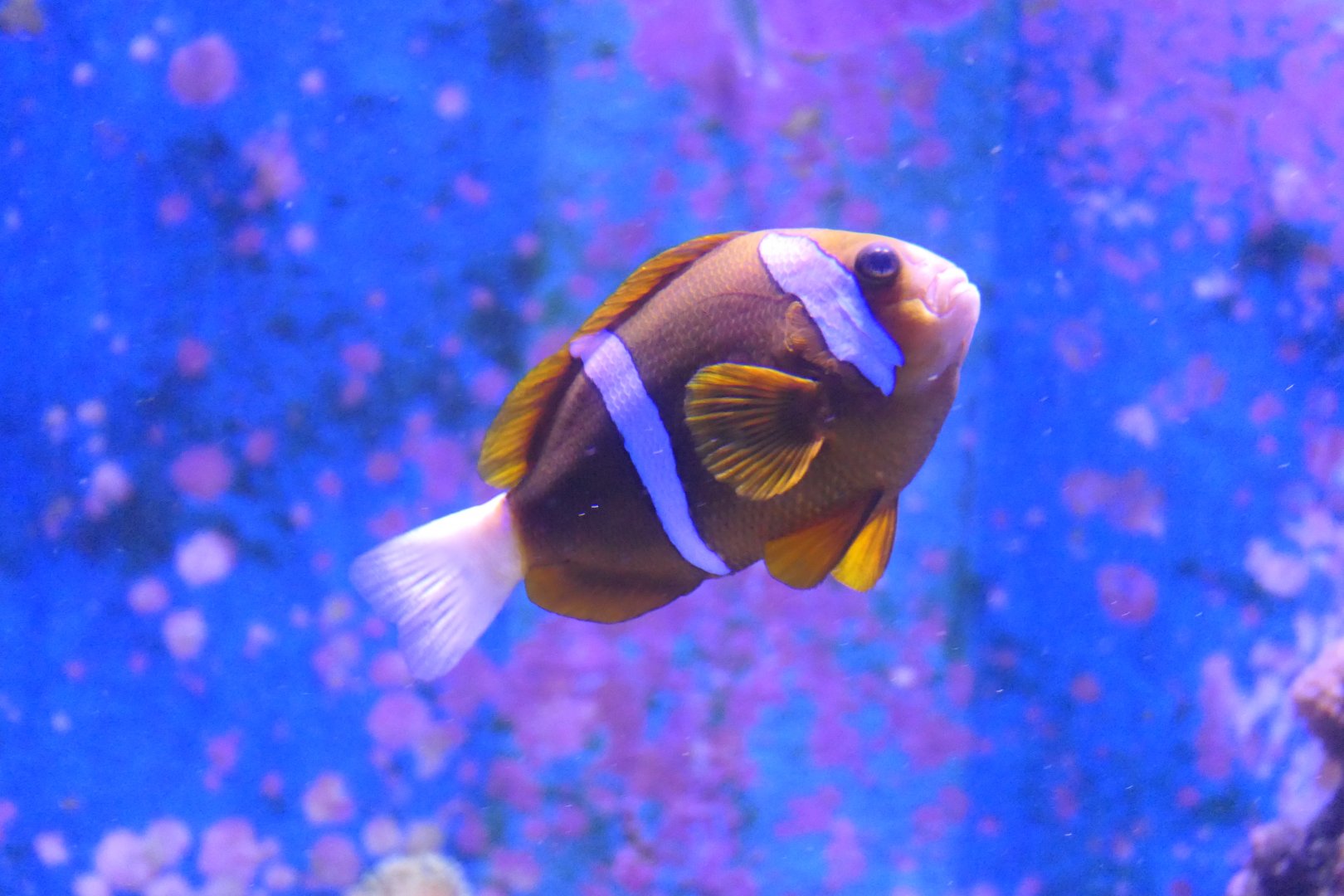 Barrier Reef Clark's Anemonefish (Amphiprion cf. clarkii "Barrier Reef")